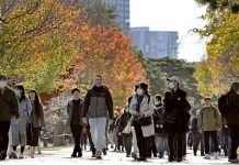 В Императорском саду Токио открылся осенний маршрут для любования клёнами