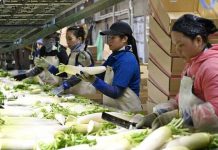 Численность иностранного населения в 10 префектурах Японии за десятилетие увеличилась более чем вдвое