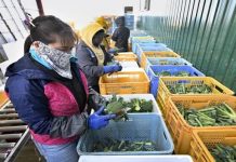 Число иностранных работников в Японии достигло рекордных 2,57 миллиона человек