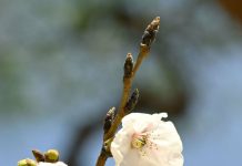 В трёх городах Японии подтвердили первое цветение сакуры в этом году