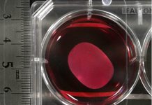 Правительственная комиссия Японии одобрила два революционных препарата на основе стволовых клеток — это первый случай в мире