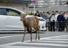 В Осаке недавно часто видели заблудившегося оленя