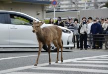 В Осаке недавно часто видели заблудившегося оленя