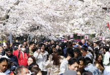 В центре Токио цветут вишнёвые деревья