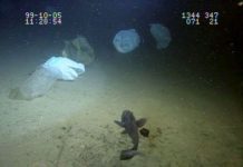 Японские учёные создали ИИ, который находит пластиковый мусор на морском дне почти вдвое быстрее человека